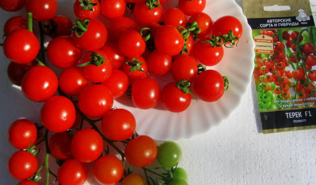 Томат черри Терек F1 авторские сорта и гибриды (фото описание сорта)