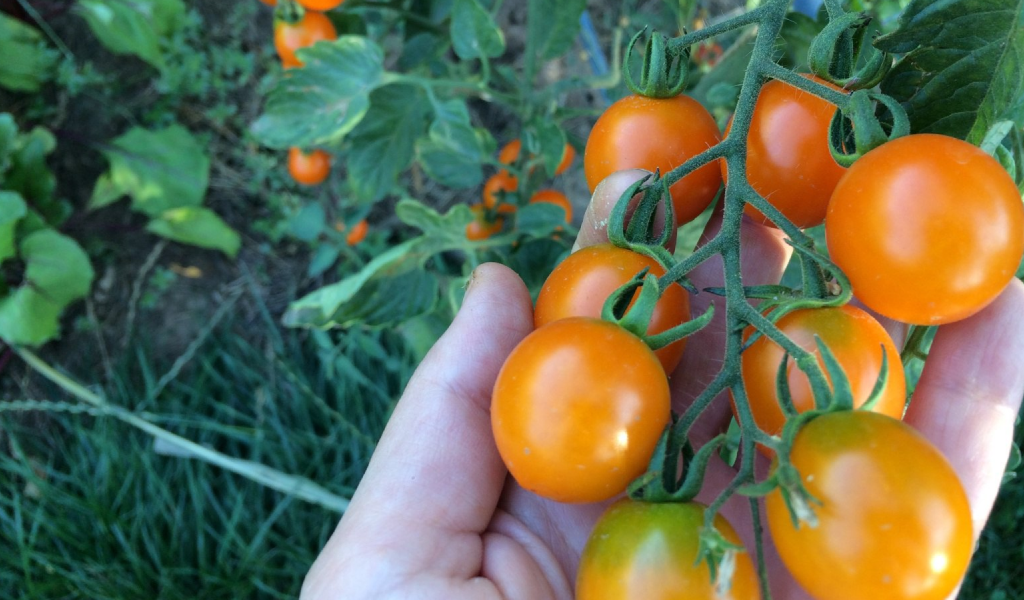 Томат черри Оранжевая гирлянда F1 (фото и описание сорта)