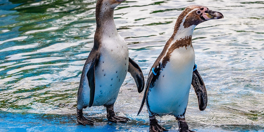 Пингвины: джентльмены, которые разучились летать