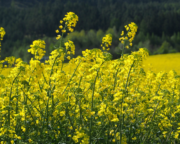 Сбор основных масличных достиг 31,5 млн тонн
