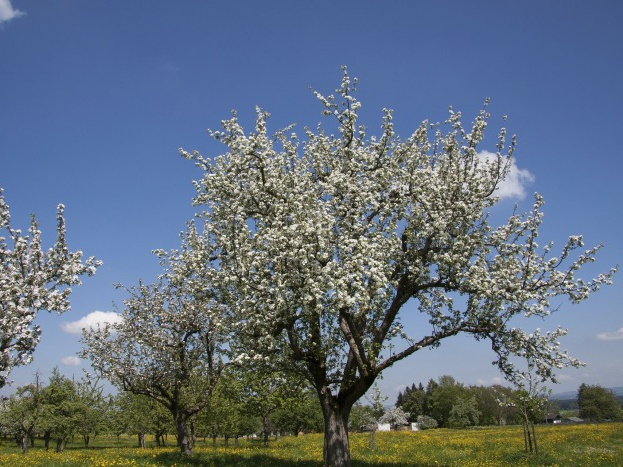 Как сделать старую яблоню украшением своего сада