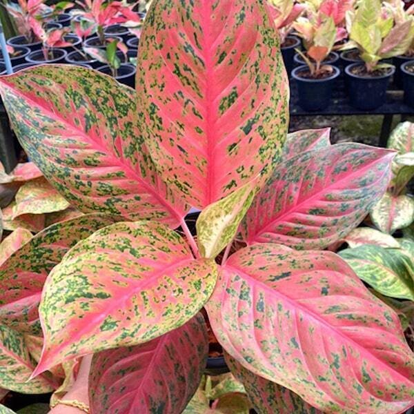 Тайцы развели невообразимое количество "сортов" (гибридов)