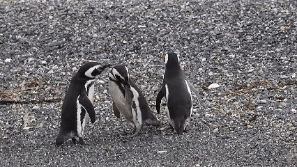 Магеллановы пингвины на острове Мартильо (Isla Martillo) - Аргентина. Видео Экоцентр "Яуза"