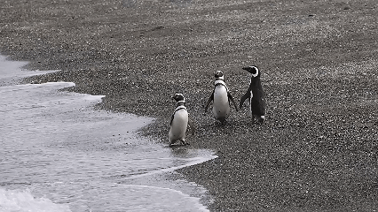 Магеллановы пингвины на острове Мартильо (Isla Martillo) - Аргентина. Видео Экоцентр "Яуза"
