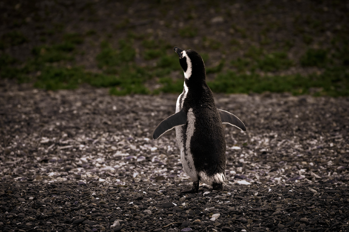 Магеллановы пингвины на острове Мартильо (Isla Martillo) - Аргентина. Фото Экоцентр "Яуза"