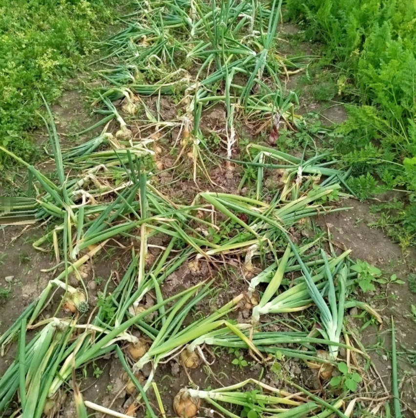 Сбор урожая лука. Вдали от города