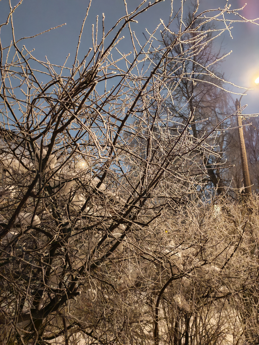 Из потепления и влажности, ветки покрываются словно ледяной корочкой
