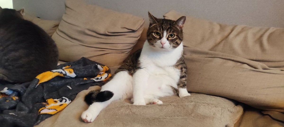 Директолог Ярославль