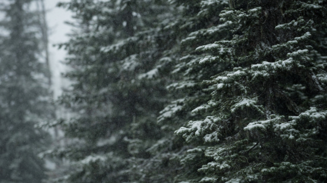 Фото: https://ru.freepik.com/free-photo/trees-covered-with-snow-winter_10747595.htm#