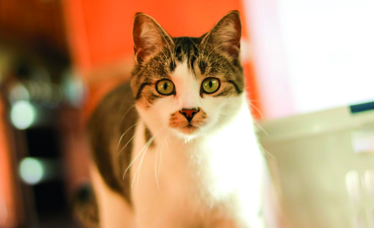 Фото - unsplash.com, Abeer Zaki.