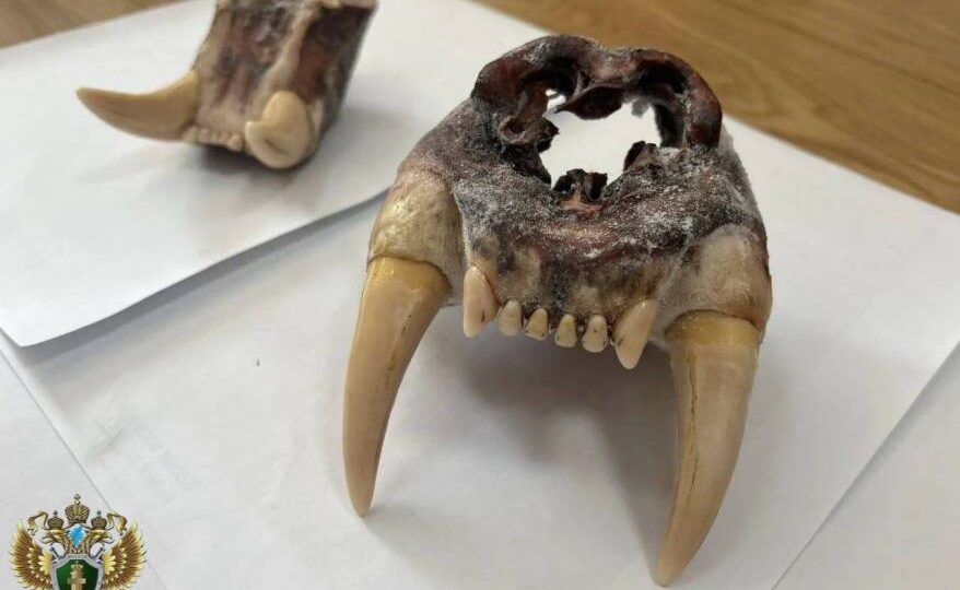 Особо ценные челюсти пытался вывезти иностранец из Приморья