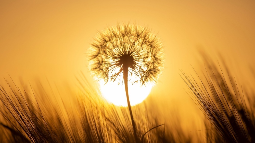     Фото: Oleg Troino/Shutterstock/FOTODOM