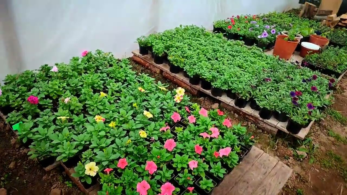 Яндекс. Картинки