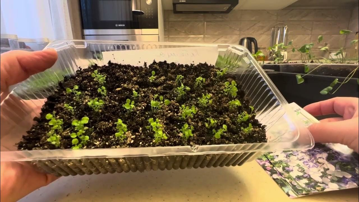 Яндекс. Картинки