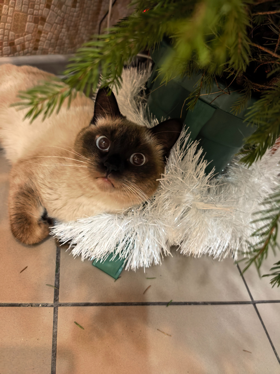 А я че, я ниче, ничего не делал, ничего не знаю