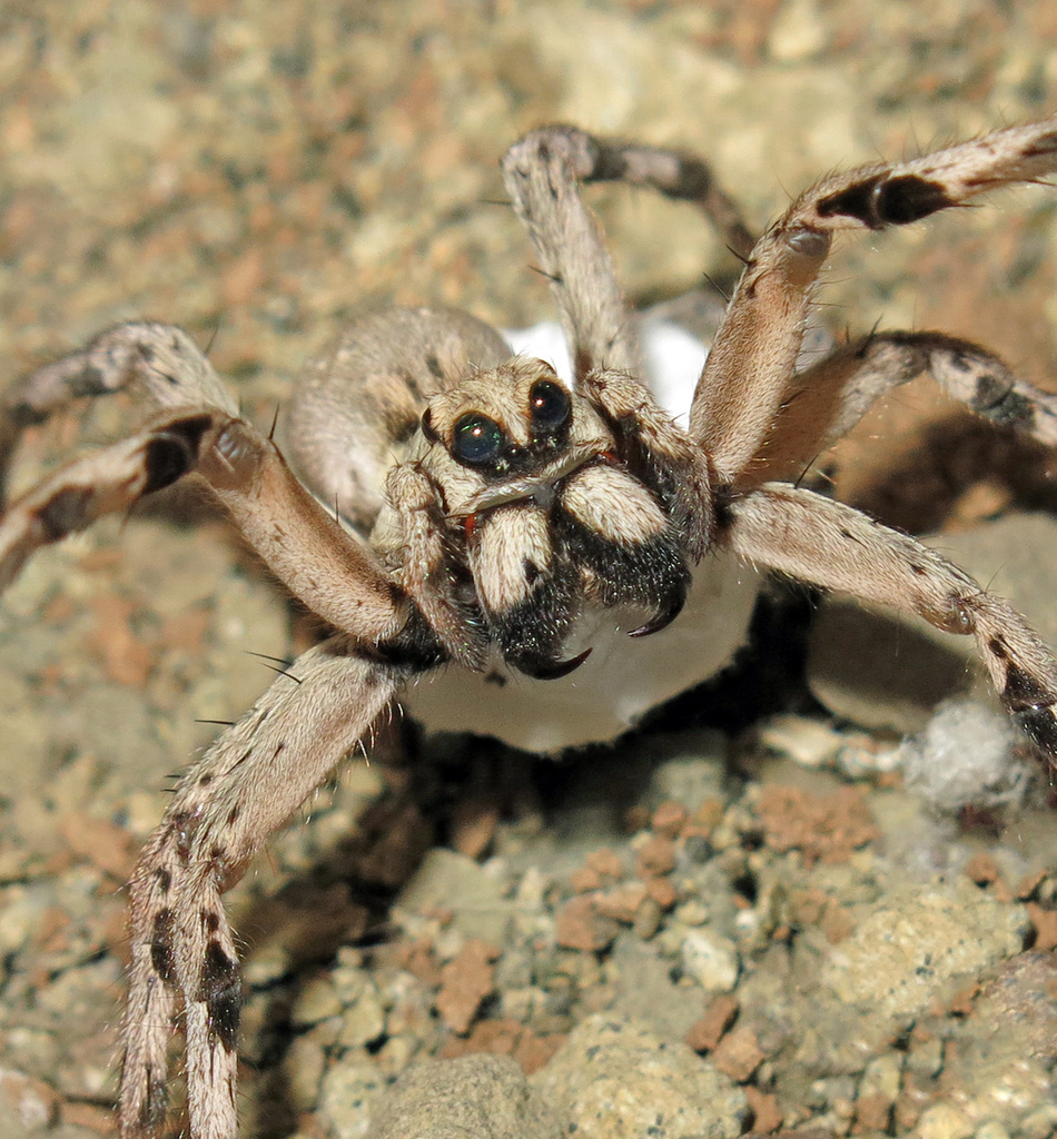 Красота под запретом: этого красавца нельзя принести домой.