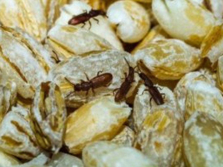     Фото: Россельхознадзор