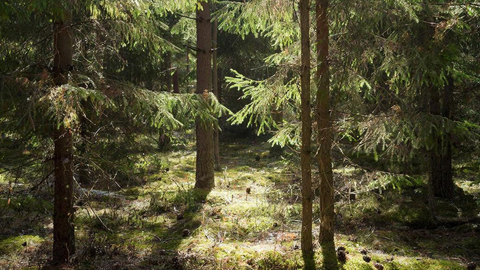    Фото создано при помощи ИИ