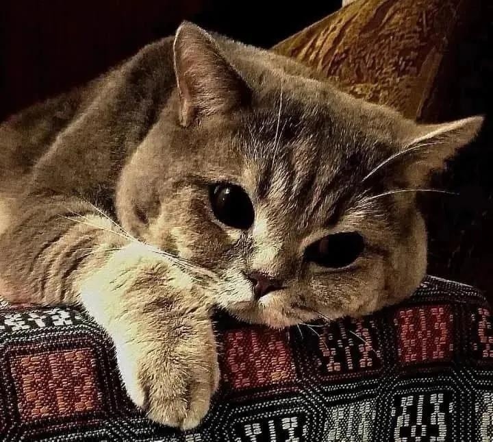 иллюстрация из яндекс картинки.