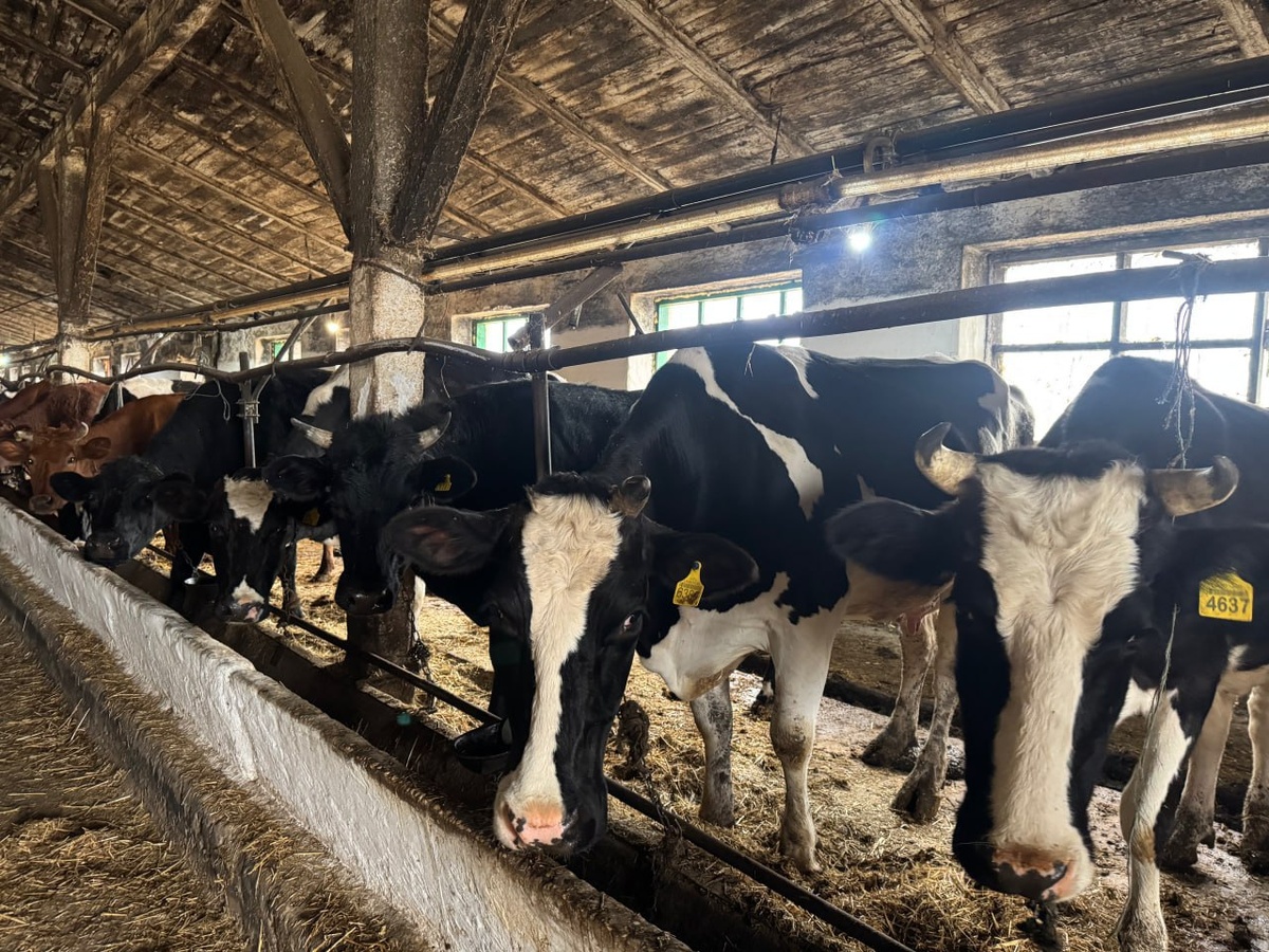    Фото: пресс-службе АЧМУ Россельхознадзора