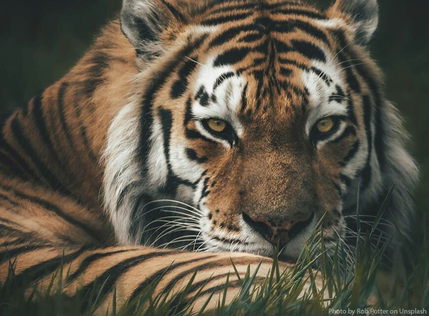 Взгляд, который невозможно забыть. 