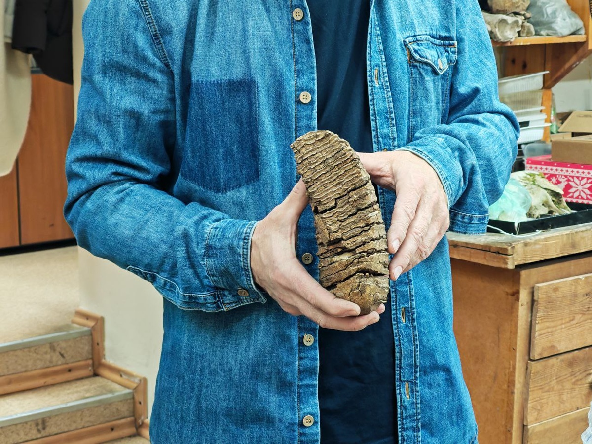 Зуб мамонта, хранящийся в лаборатории континентальных экосистем мезозоя и кайнозоя ГГФ ТГУ