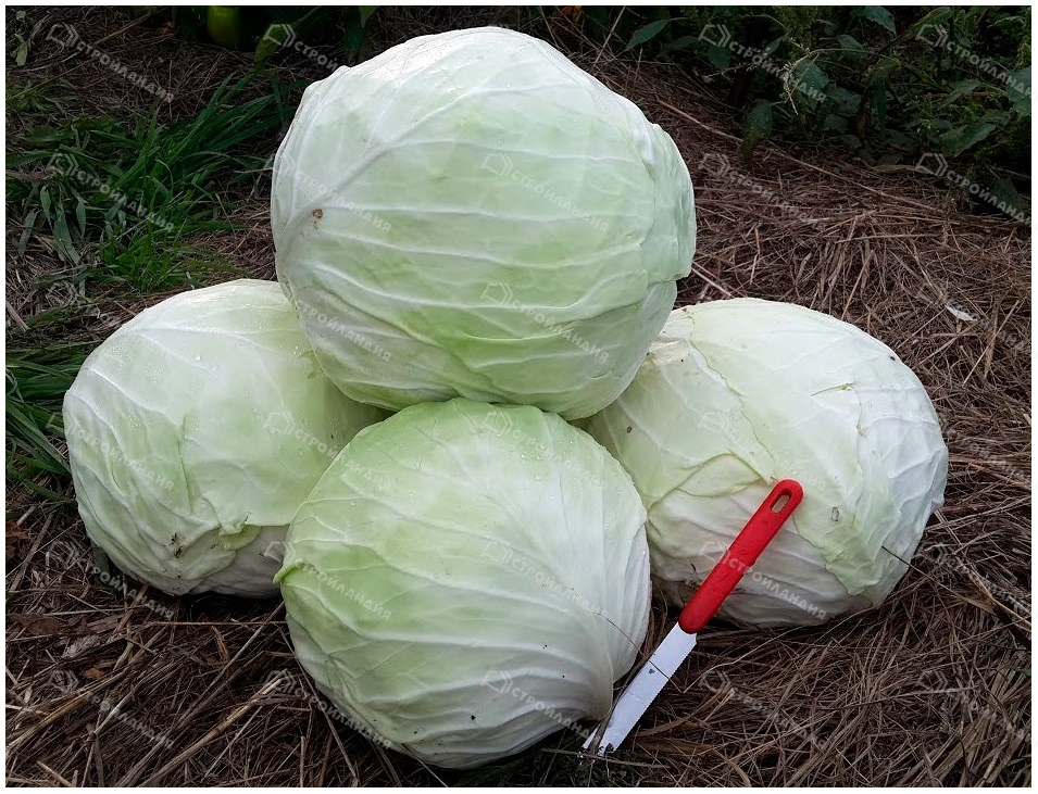 Для квашения даже выведен специальный сорт - Слава, это поздний сорт капусты с плотными и хрустящими листьями бледно-зеленого, почти белого цвета.