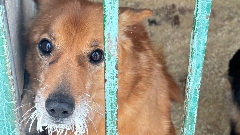 В тульском приюте «Любимец» замерзли трубы: животные остались без горячей еды и воды