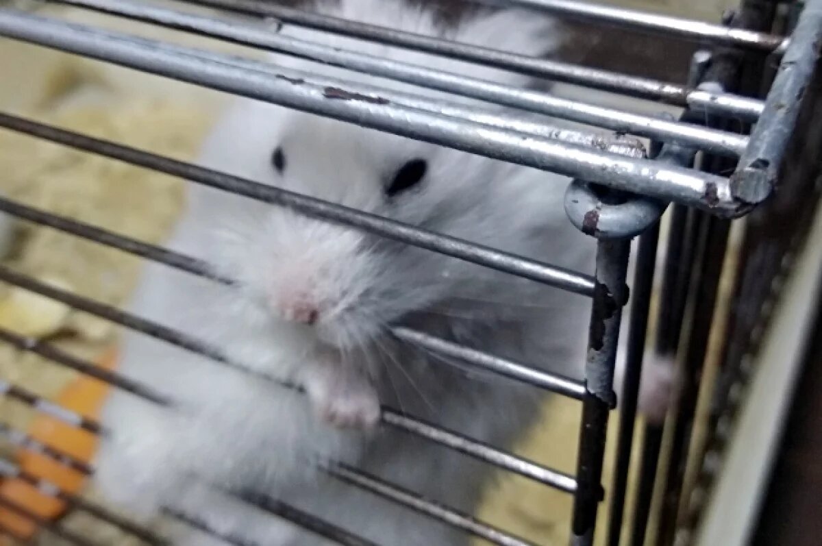    В зоомагазине Кемерова продавали попугаев, хомяков и кроликов незаконно