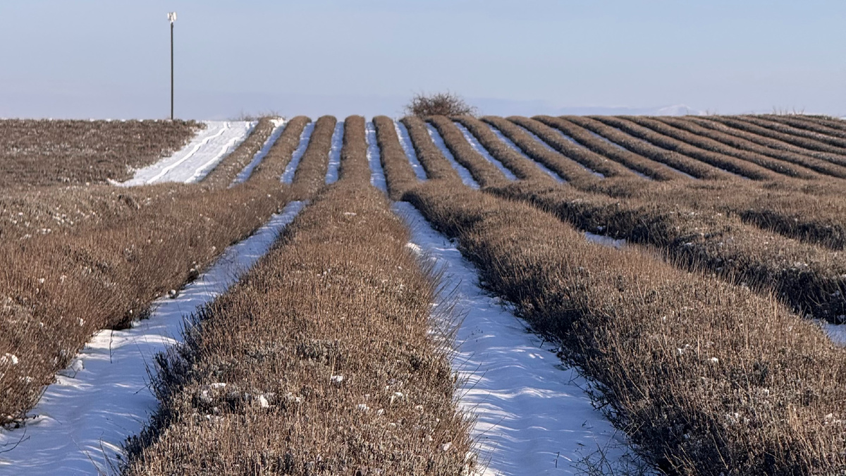 Лавандовое поле зимой