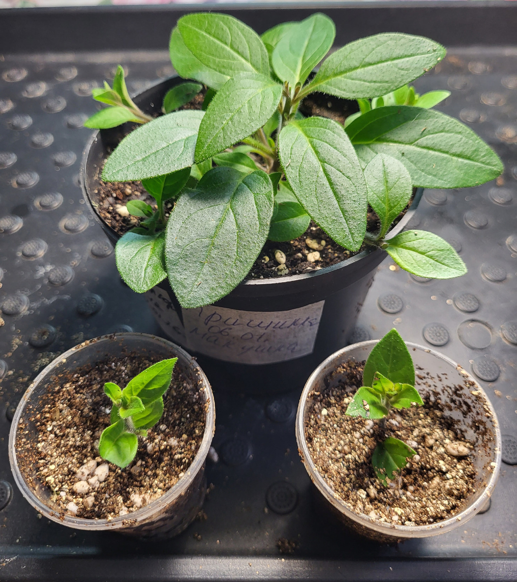 Маточный куст петунии Тайдал Вейв Ред велюр. 2 черенка уже сняла.