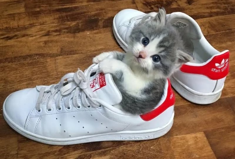 Ну объясните, чем я хуже вас