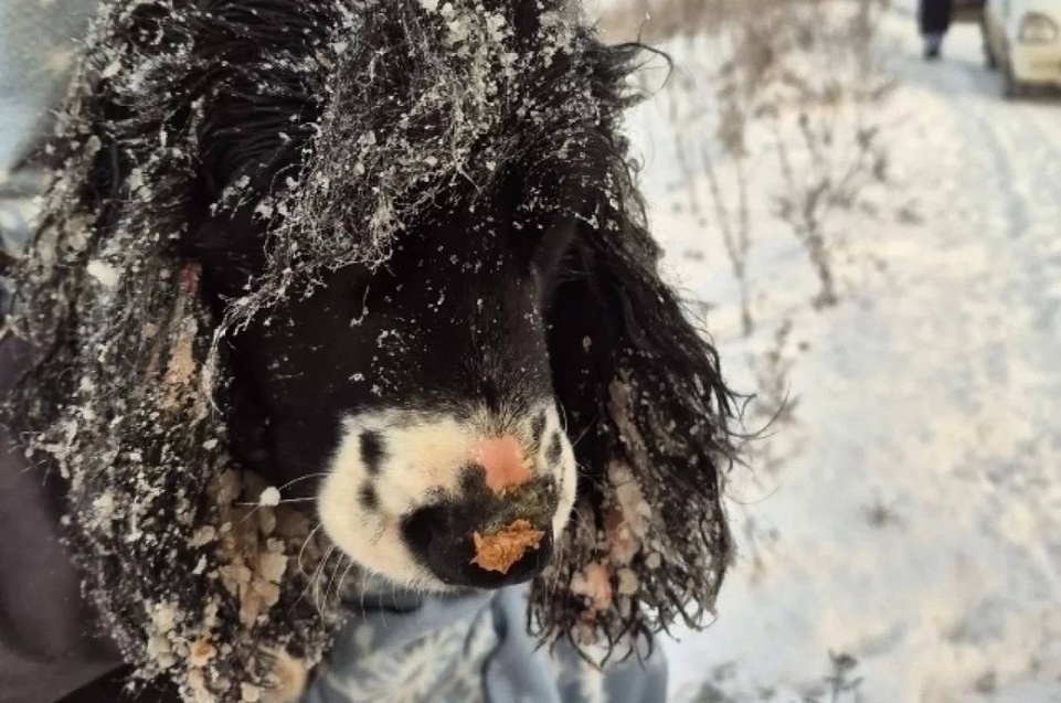    Фото: приют «Лесопилка»