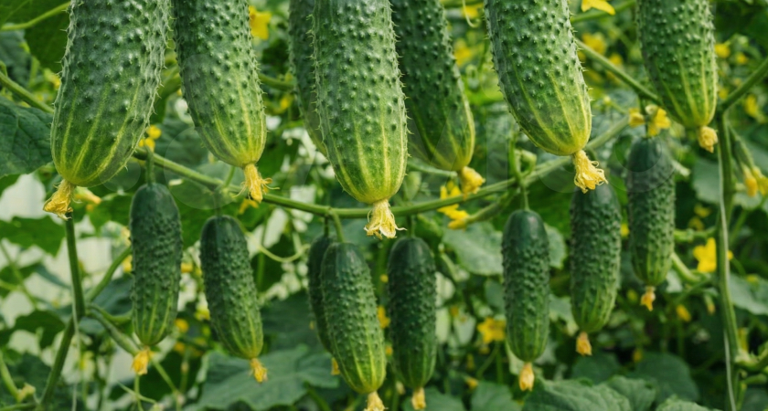    нейросеть Midjo