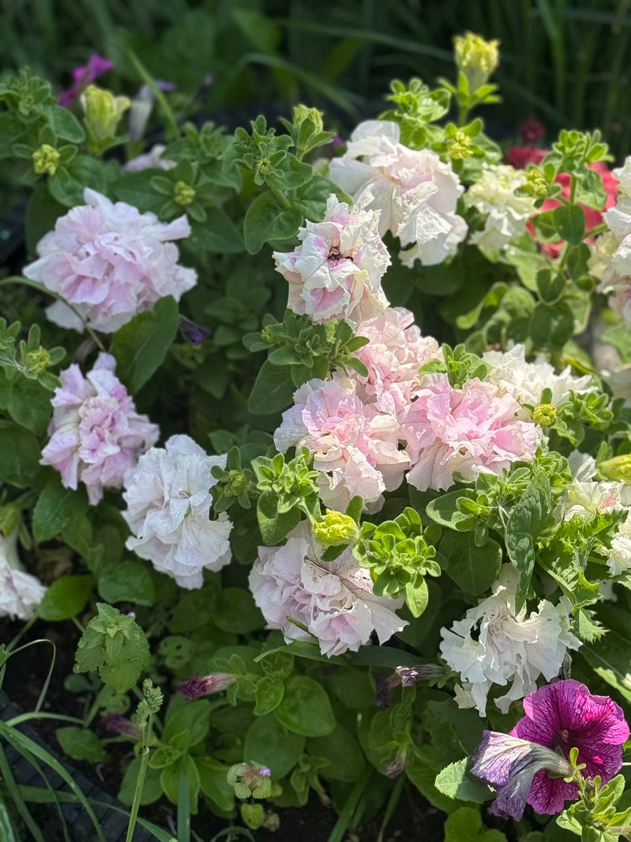 Моя петуния клубничный зефир в огородной земле на клумбе. В этом году буду сажать снова. 