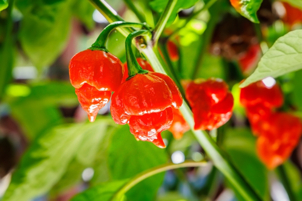 Острый перец Каролина Рипер (Carolina Reaper)
Источник фото shutterstock.com