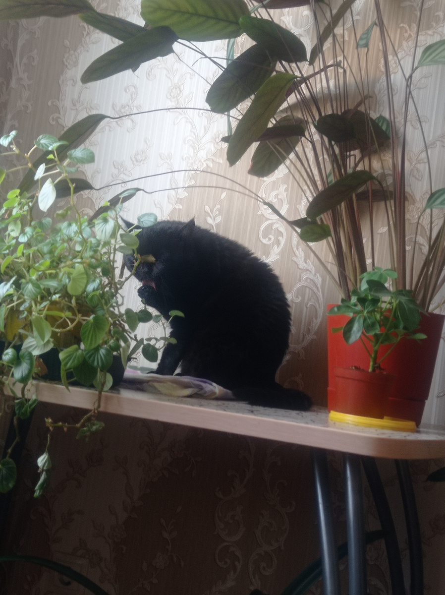 Фото автора. Сидит на своём любимом месте, "в саду" 😊