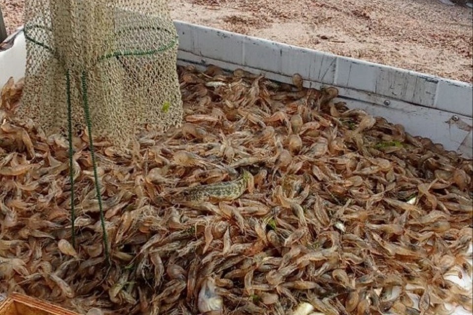    Вылов креветки увеличился на 8%. Фото: Азово-Черноморский филиал «ВНИРО».