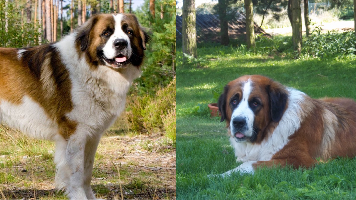 Московская сторожевая