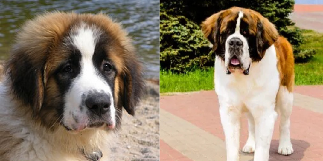 7 занимательных фактов о московской сторожевой, которые удивляют