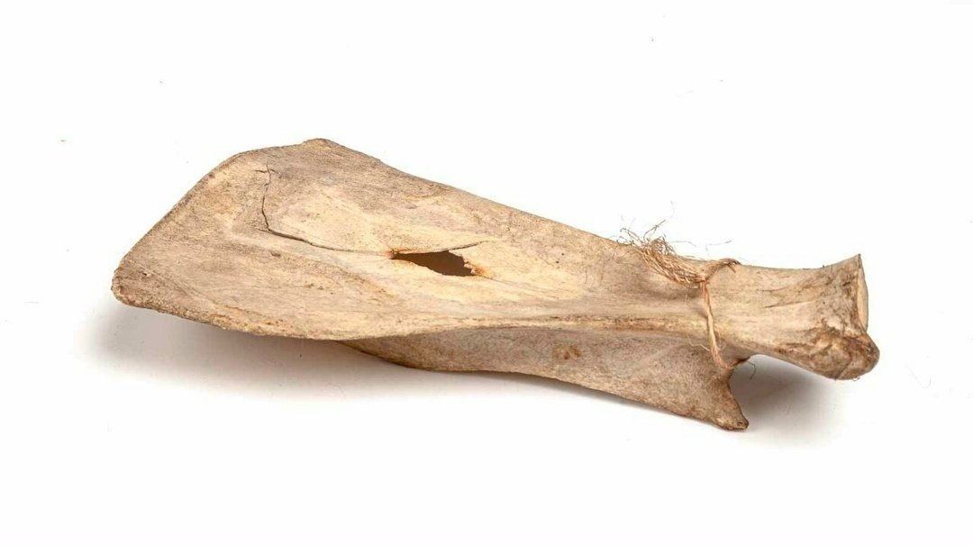 Лопаточная кость
Фото: Гродековский музей