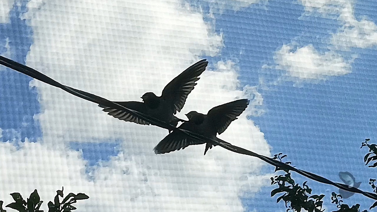 Птенцы Ласточки