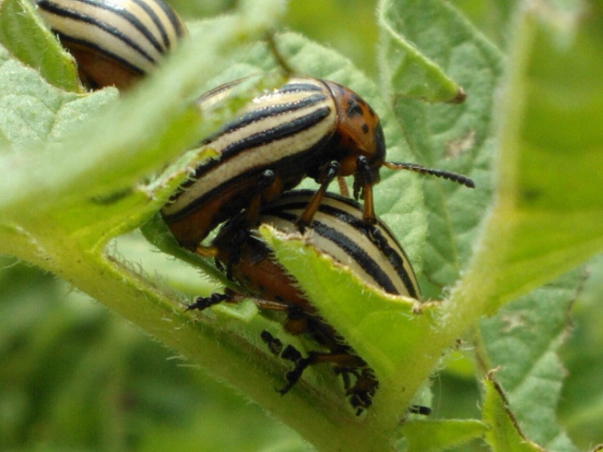 Фото для иллюстрации, Викимедия