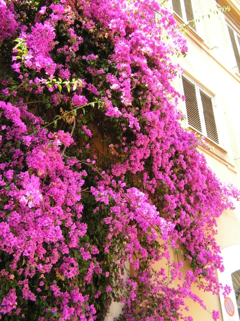  Бугенвиллея в Италии
