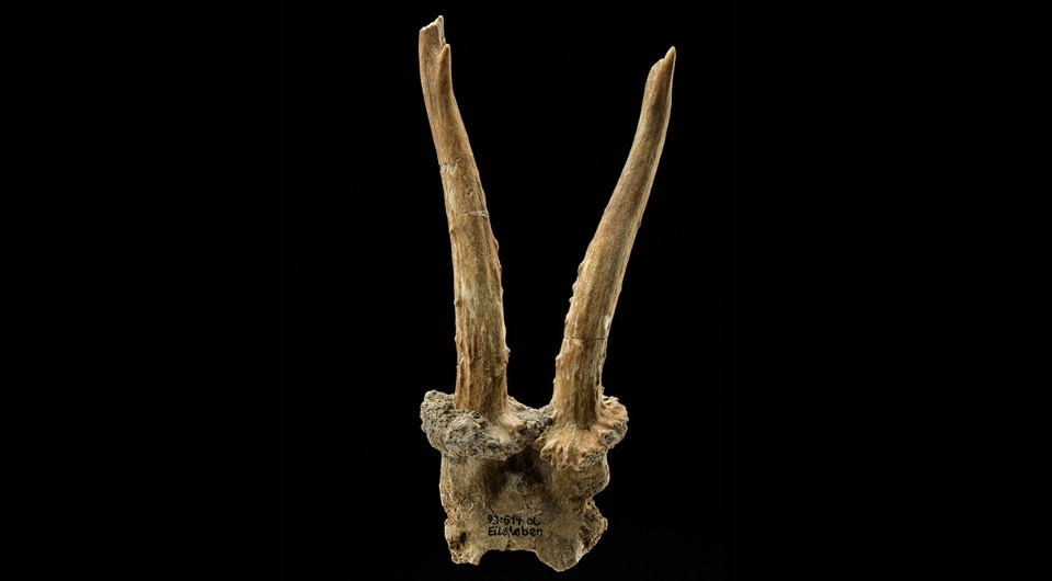   J. Lipták / Landesamt für Denkmalpflege und Archäologie Sachsen-Anhalt; Laura Dietrich et al. / Antiquity, 2026