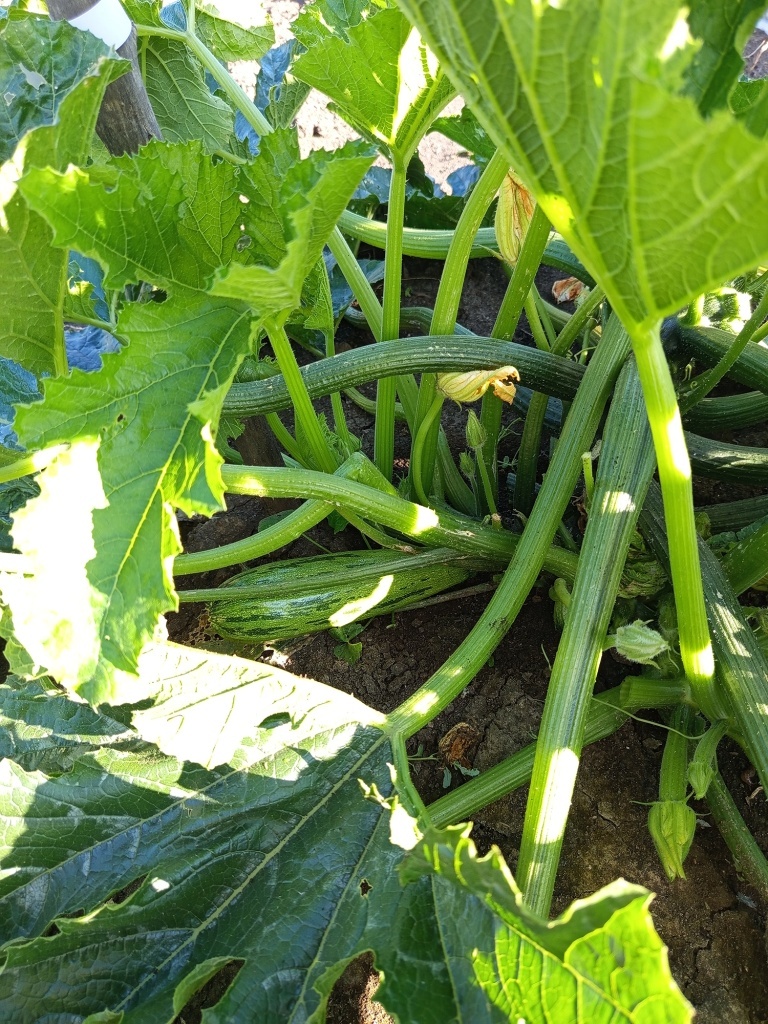  Длина главной плети не более метра