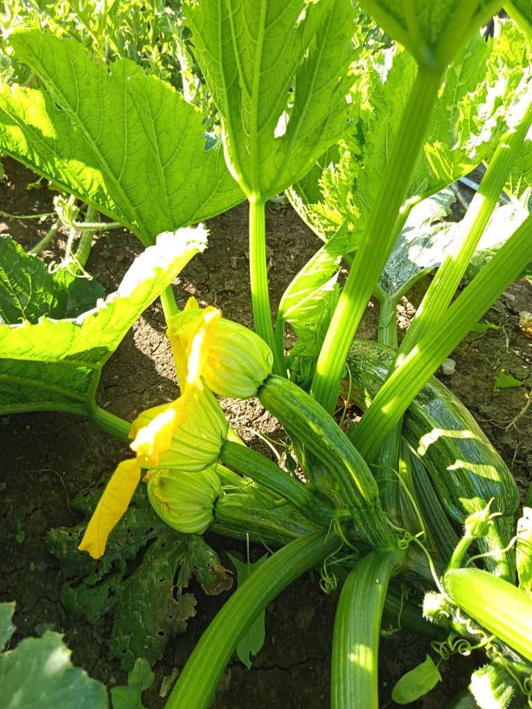  Куст компактный, не занимает много места на грядке