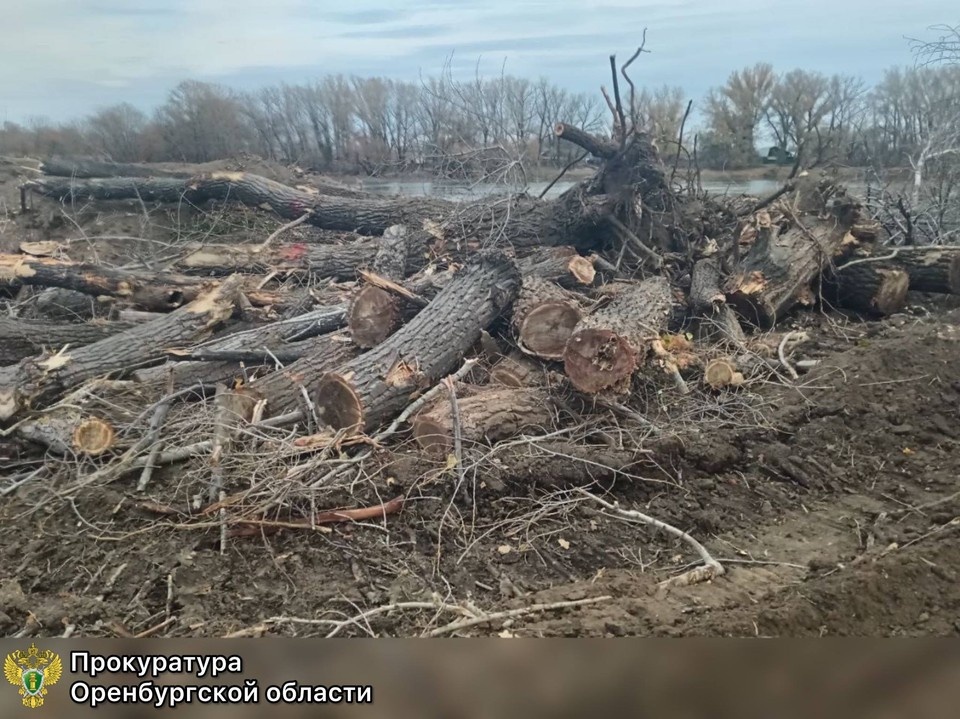    Под топор попали клены, вязы, тополя и ивы