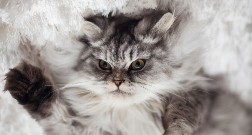    фото freepik.com