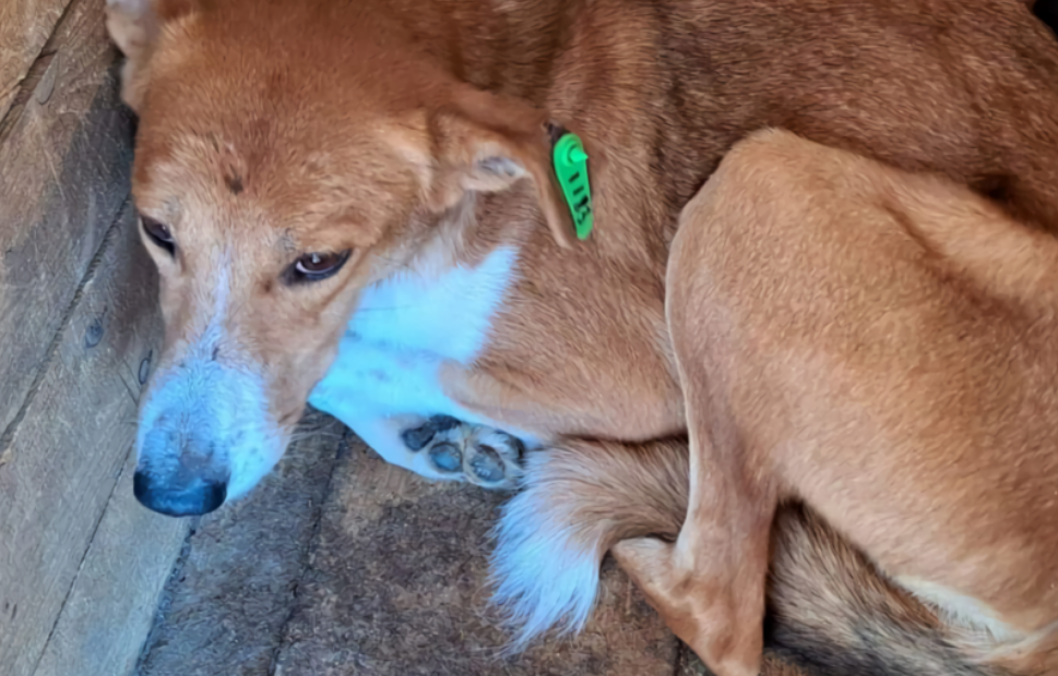 Собака Белла у Александра (первое фото) и у новых хозяев.